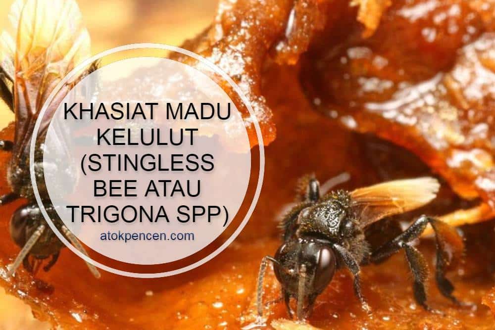 Khasiat Madu Kelulut (Stingless Bee Atau Trigona spp)