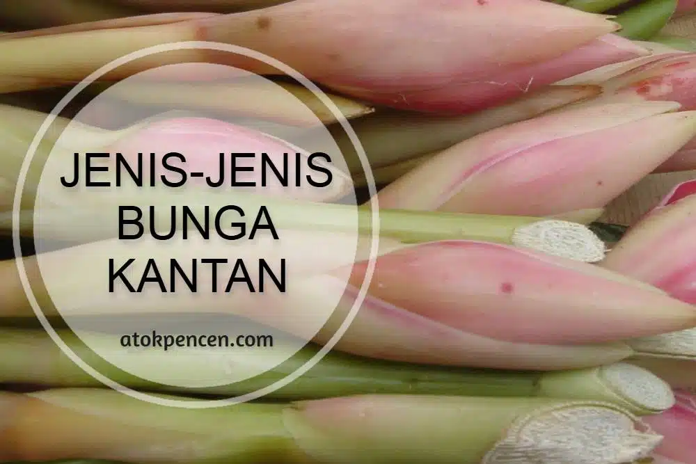 Jenis-Jenis Bunga Kantan